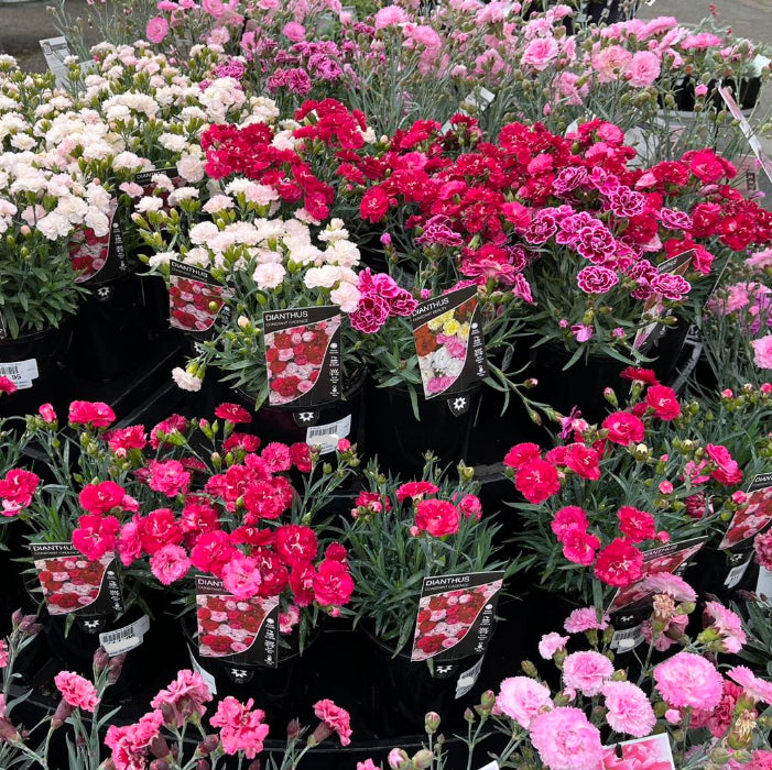 Baskets of pink and white dianthus with labels in a store setting.