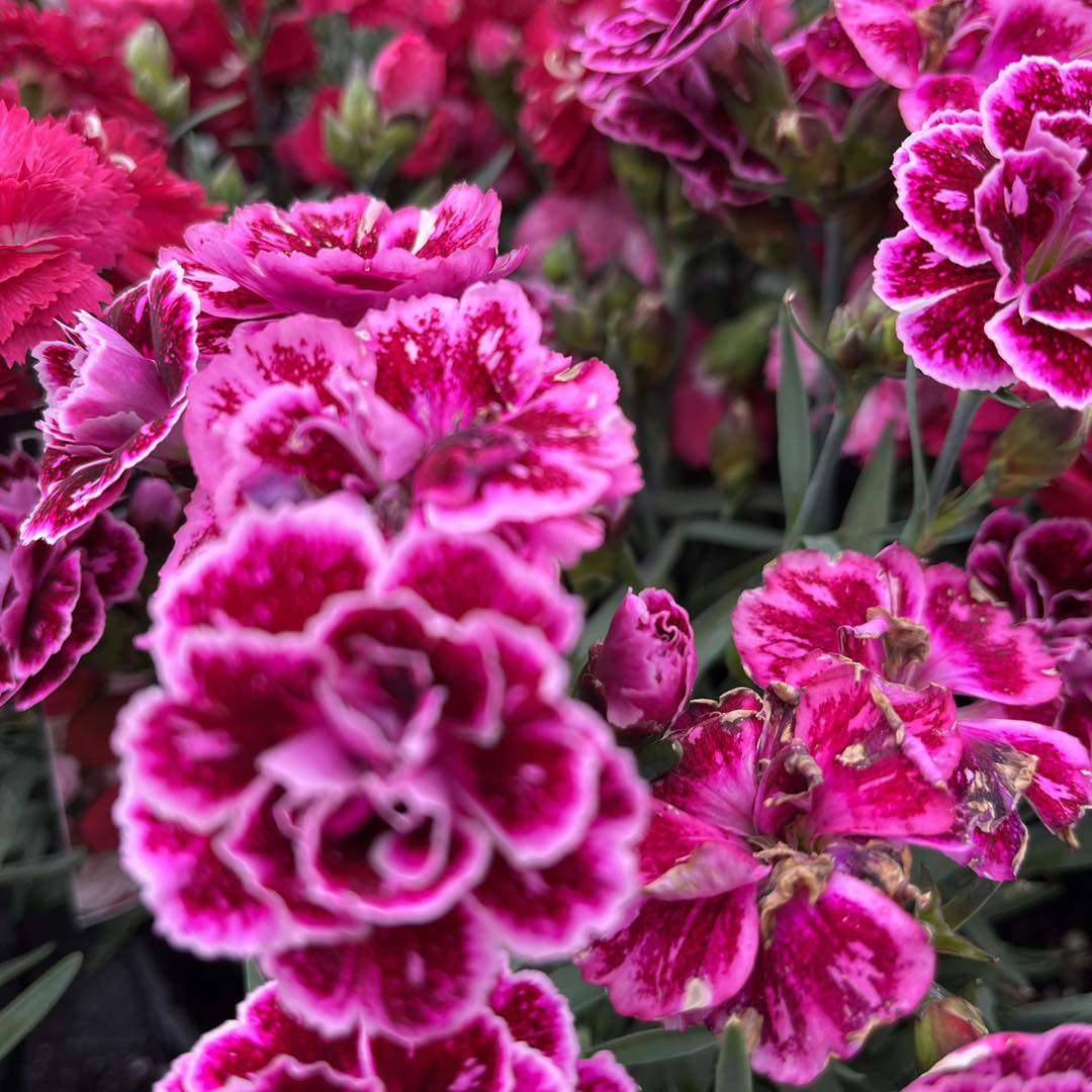 DIANTHUS ASSORTED VARIETIES