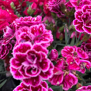 DIANTHUS ASSORTED VARIETIES