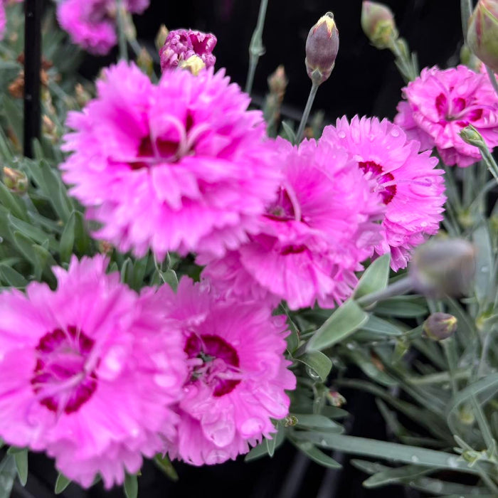 Close-up of pink flowers with green leaves on a blurred background