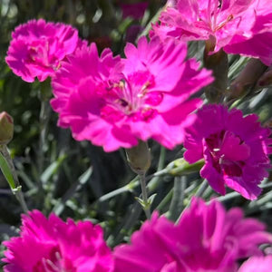 Close-up of vibrant pink flowers with a blurred green background