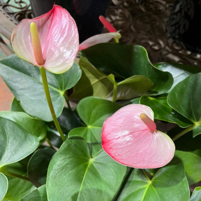 Pink and white Anthurium flowers with glossy green heart-shaped leaves, photographed close up in a natural setting.