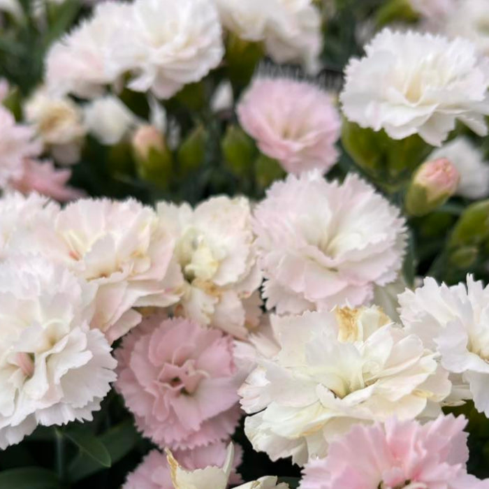 Close-up of pink and white carnations with green leaves.