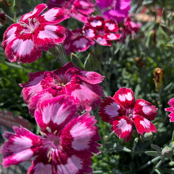 Close-up of pink and white flowers with green foliage in the background