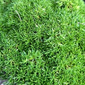 Close-up of a green plant in a pot with a blurred background