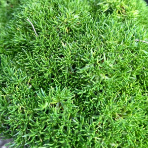 Close-up of a green plant in a pot with a blurred background