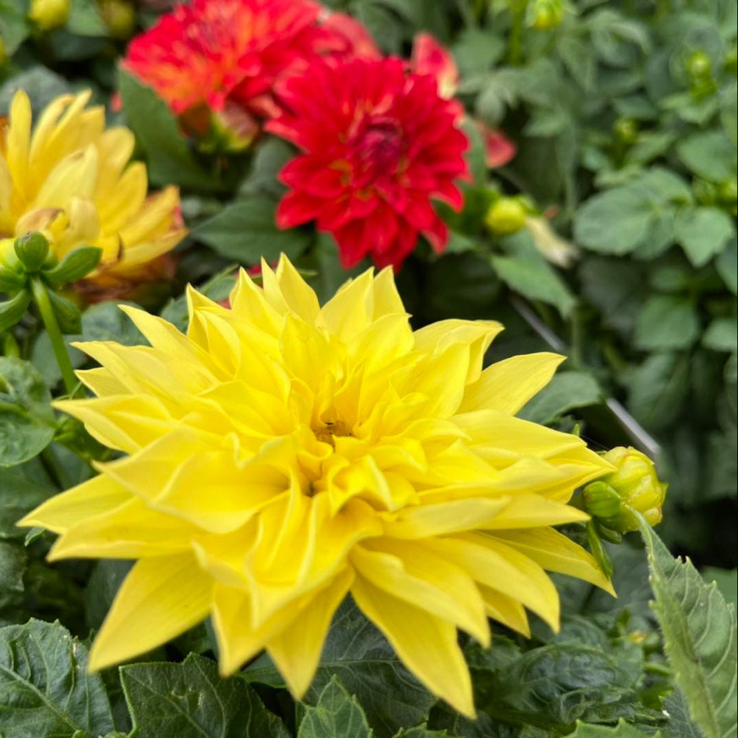 yellow and red flowers