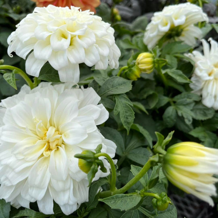 white dahlia flowers
