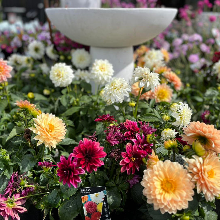 dahlias in front of bird bath