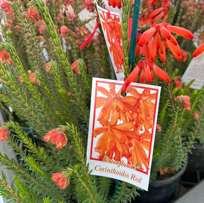 Potted plant with red flowers and a matching label in a garden setting