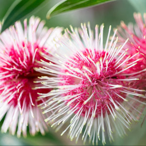 hakea flowers