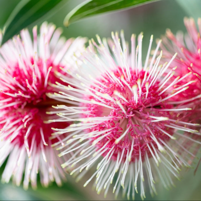 hakea flowers