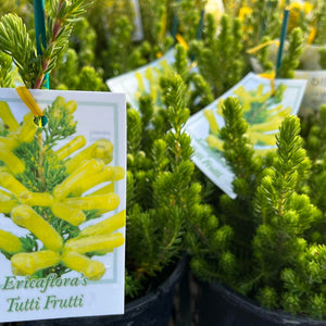 Potted plants with a label for 'Ericaflora's Tutti Frutti' in a garden setting.