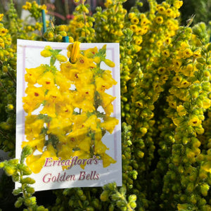 Seed packet labeled 'Ericaflora's Golden Bells' among yellow flowers