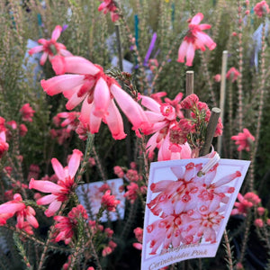 Pink flowering plant with a label in a garden setting