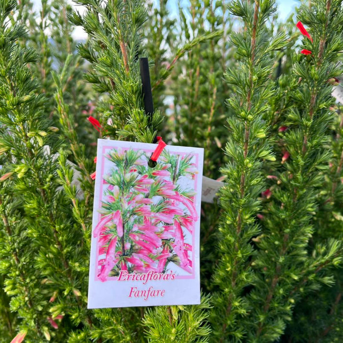 Card with pink flowers and text 'Ericaflora's Fanfare' hanging from a green plant.