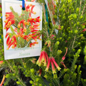 Floral tag on a plant with red and yellow flowers