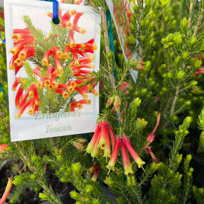 Floral tag on a plant with red and yellow flowers