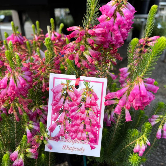 Pink heather plant with a label in the center
