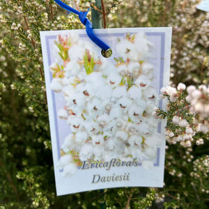 Card with white flowers and blue ribbon against a natural background