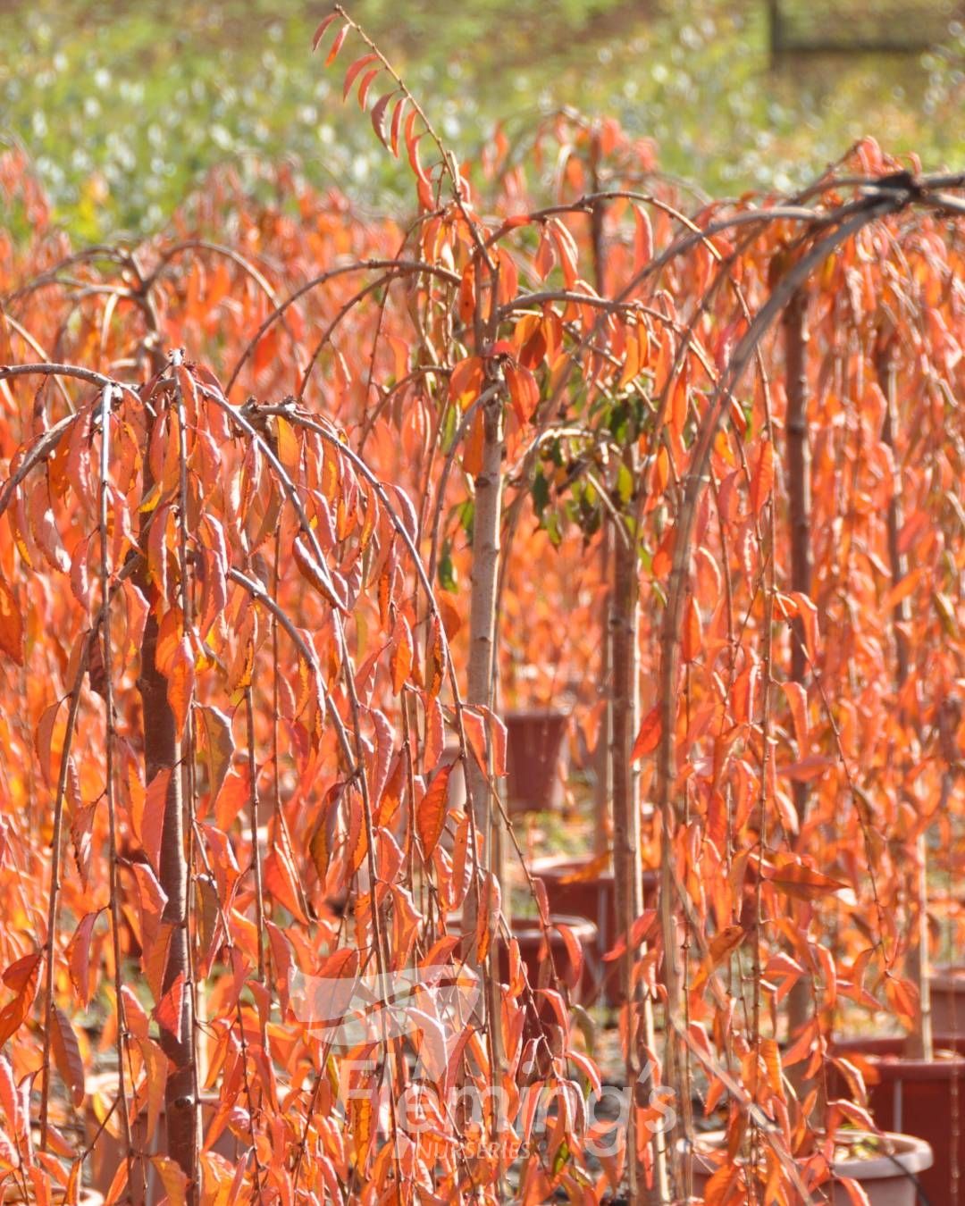 WEEPING CHERRY SNOW FOUNTAINS - SHORT - Potted