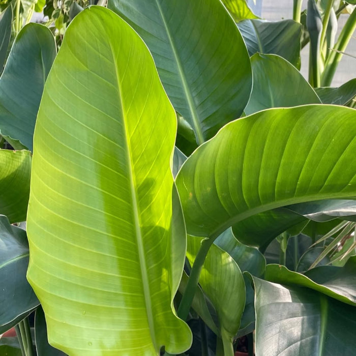 Close-up of large green leaves with a blurred background