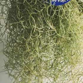 Plants