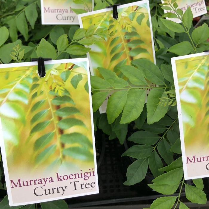 CURRY LEAF TREE 165MM