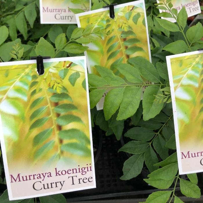 MURRAYA CURRY LEAF TREE 200MM