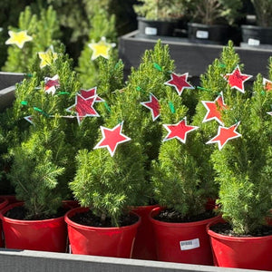 Potted Christmas trees with festive decorations and a price sign in a store setting.