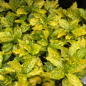 Close-up of a green leafy plant with yellow speckles.
