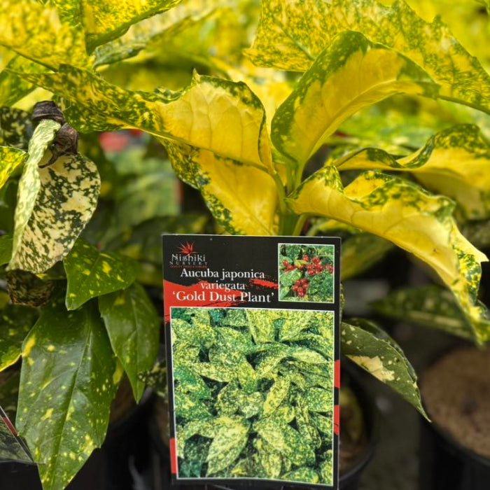 Gold dust plant with a label indicating its name and care instructions.