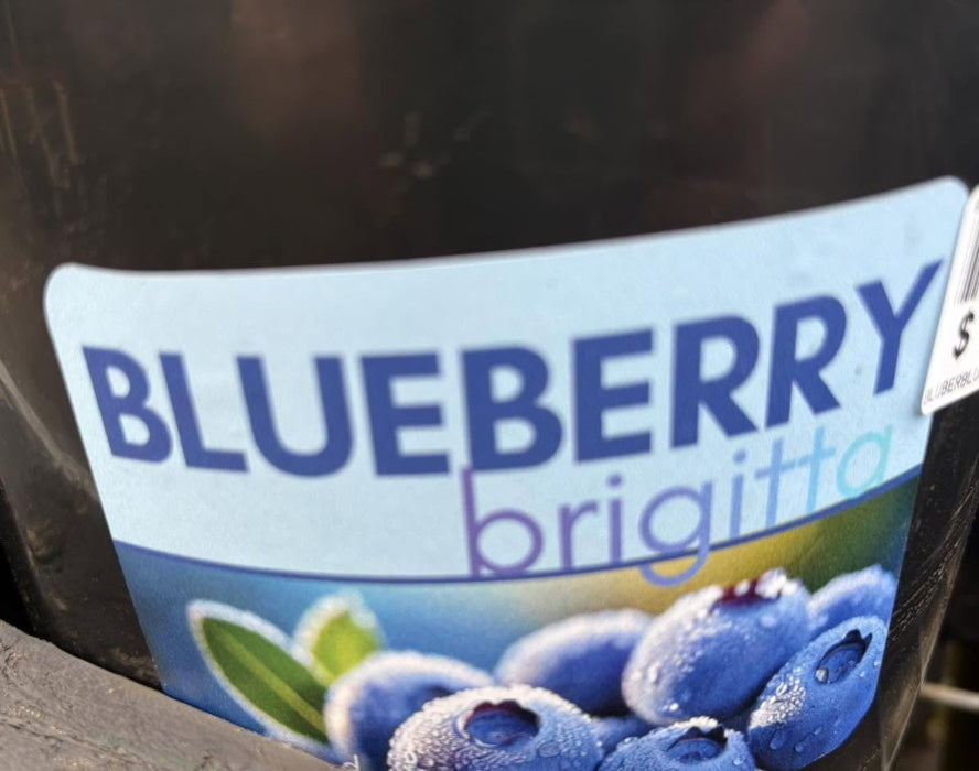A close-up of a blueberry plant label reading 'BLUEBERRY brigitta' with an illustration of blueberries and green leaves, attached to a dark plant stake.