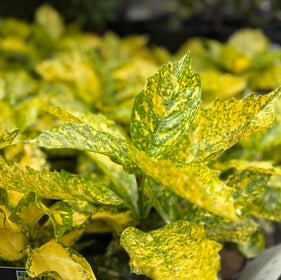 Close-up of a plant with green and yellow leaves