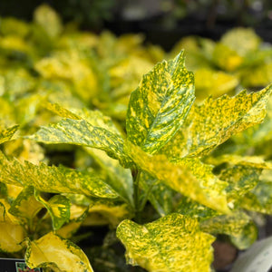 Close-up of a plant with green and yellow leaves