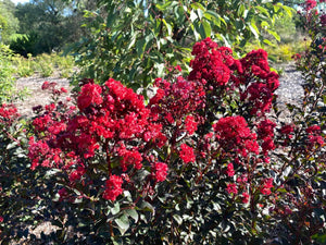 LAGERSTROEMIA GRANDE RED 200MM