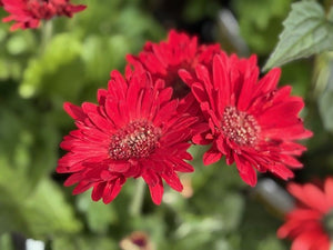 GERBERA JOYBERA