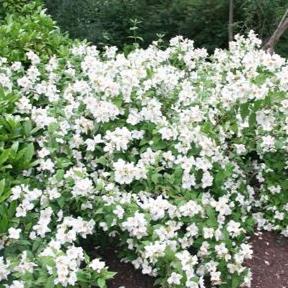 PHILADELPHUS FRAGRANT STAR 140MM