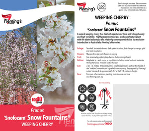 WEEPING CHERRY SNOW FOUNTAINS - SHORT - Potted