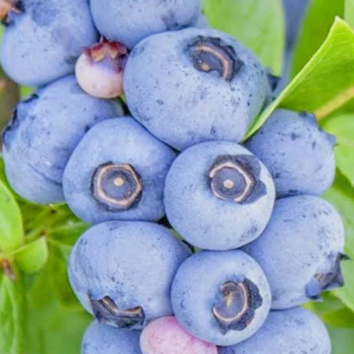 A close-up of a cluster of blueberries growing on a bush, surrounded by green leaves. The berries are predominantly blue with some pinkish-purple ones and dark spots near the stems.