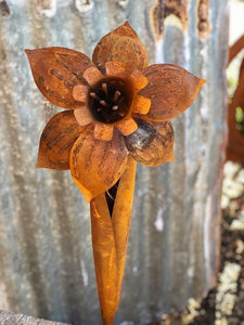 RUST DAFFODIL