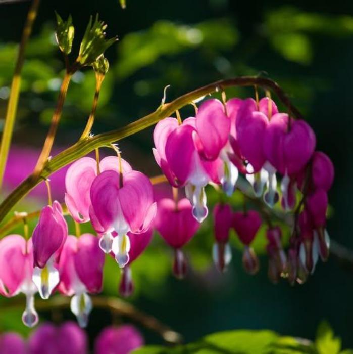 LAMPROCAPNOS BLEEDING HEART 140MM