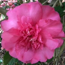 Close-up of a bright pink flower with green leaves in the background