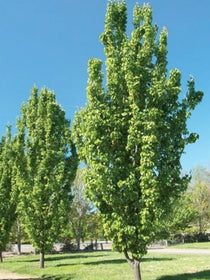 Ornamental Trees