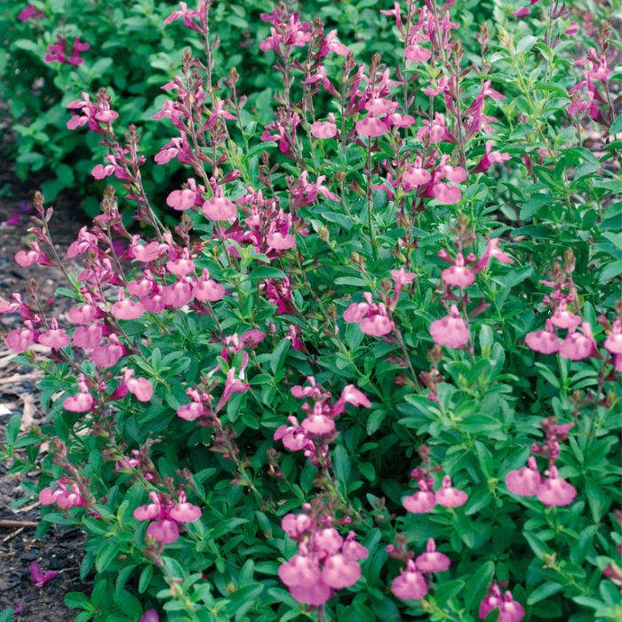 SALVIA HEATWAVE COLLECTION