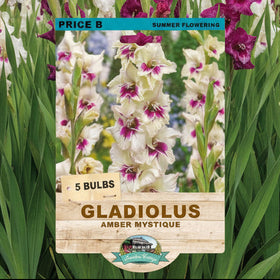 Gladiolus 'Amber Mystique' seed packet showing tall white flowers with magenta-purple centers, green stems, and text indicating 5 bulbs and summer flowering.