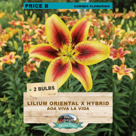 Seed packet for 'Lilium Oriental X Hybrid' bulbs, featuring a large photograph of a yellow and red-orange lily on the front, with text indicating '2 Bulbs' and 'Summer Flowering'.