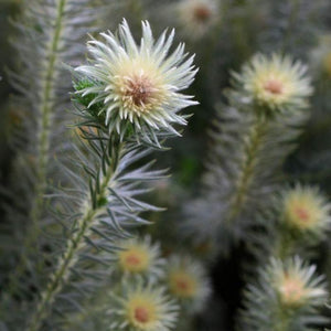 Close-up of a plant with white flowers and green leaves.