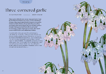 Illustration of three-cornered garlic with descriptive text on a blue background
