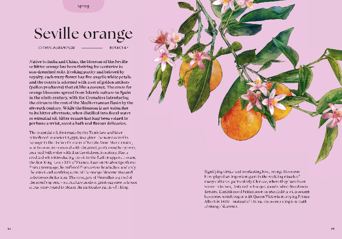 Illustration of Seville orange blossoms and fruits on a pink background with text.